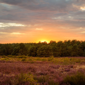Sonnenuntergang Mehlinger Heide