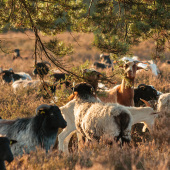 Mehlinger Heide