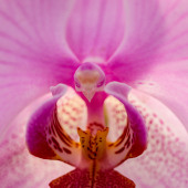 Blume mit Vogel