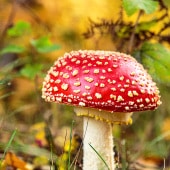 Fliegenpilz