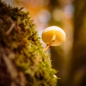 Pilz am Baum