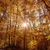 Herbstsonne