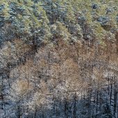 Winterwald