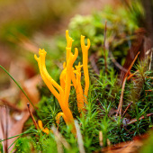 Kleine Pilze