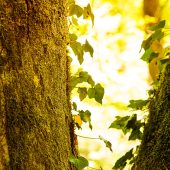 Efeu am Baum