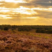 Abend in der Mehlinger Heide