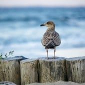 Möwe