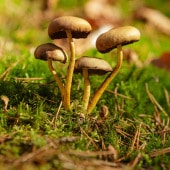 Pilze