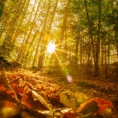 Goldener Herbstwald
