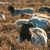 Voll Bock in Mehlinger Heide